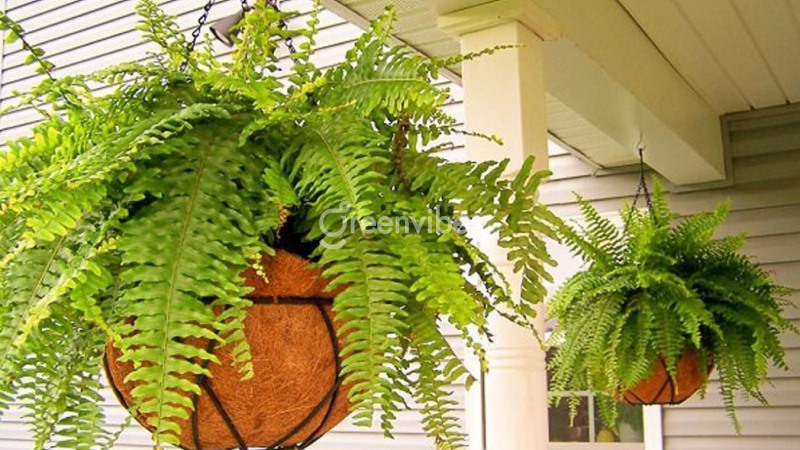 Cây dương xỉ hợp mệnh gì? Tuổi gì? Ý nghĩa gì trong phong thủy