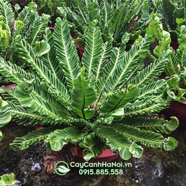 Cây dương xỉ phúc lộc (dương xỉ asplenium)