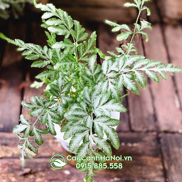 Dương xỉ Silver Lace (Pteris Obliformis)