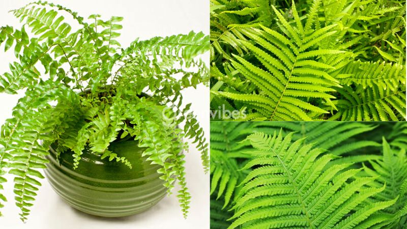 Đặc điểm của cây dương xỉ