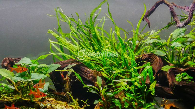 Cây dương xỉ sống dưới nước được không?