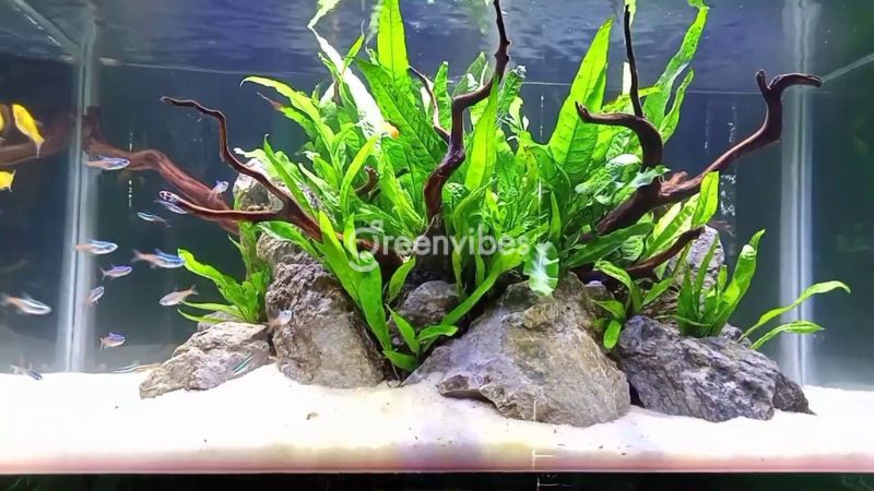 Làm sao để chăm sóc cây dương xỉ thủy sinh?