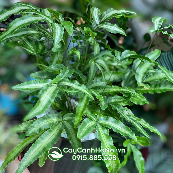 Dương xỉ tuyết (Pteris Cretica)