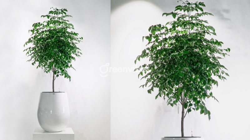 cay-hanh-phuc-bi-heo-la-1 Cây hạnh phúc bị héo lá do thiếu nước