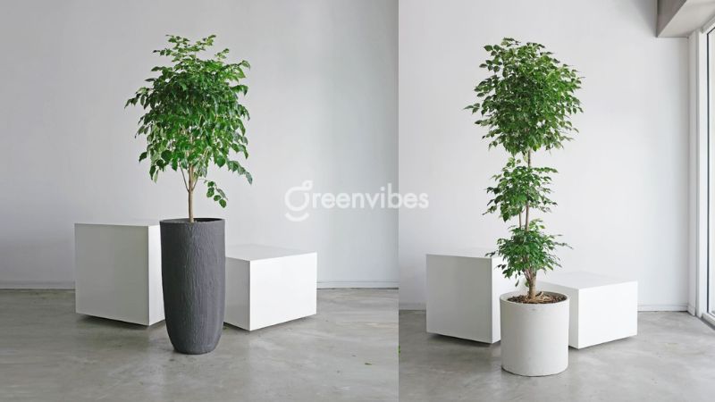 cay-hanh-phuc-bi-heo-la-2 Cây hạnh phúc bị héo lá do thiếu sáng