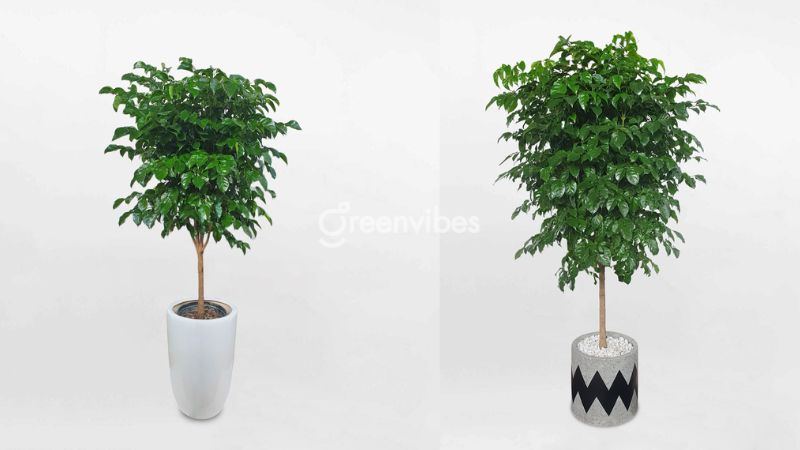 cay-hanh-phuc-bi-heo-la-4 Cách chăm sóc cây hạnh phúc bị héo lá