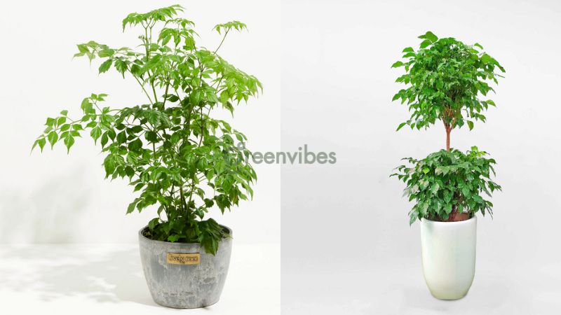 cay-hanh-phuc-bi-heo-la-5 Chăm sóc cây hạnh phúc bị héo lá bằng cách bổ sung dinh dưỡng