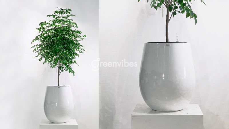 Cây hạnh phúc bị héo lá: Nguyên nhân và cách khắc phục nhanh