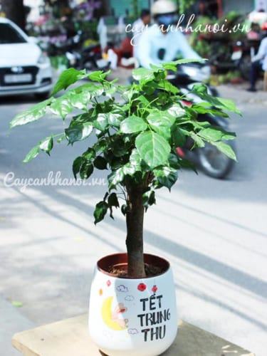 Cây hạnh phúc để bàn