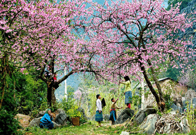 cây Hoa Ban Tây Bắc