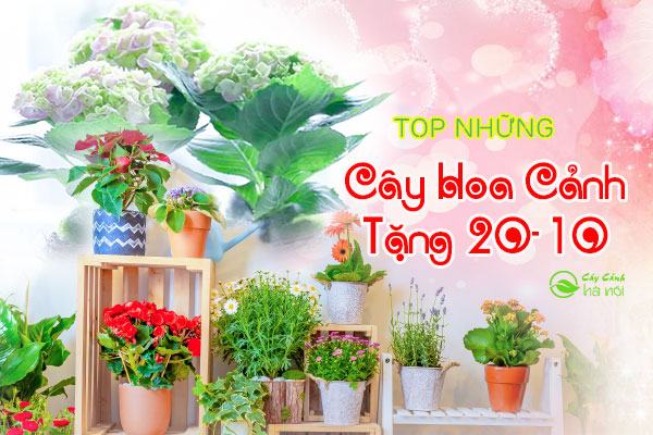 Những loài cây hoa cảnh tặng 20-10