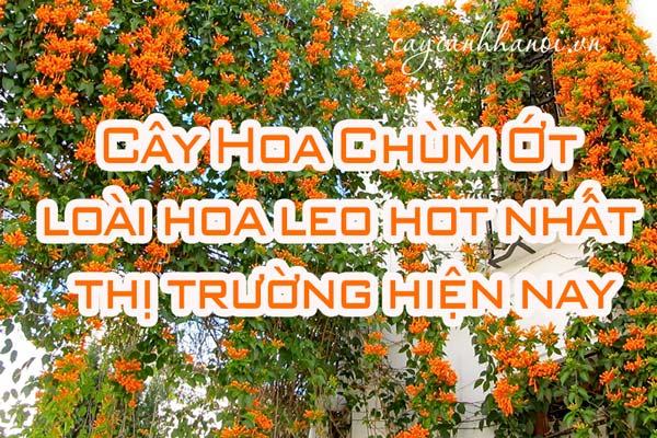 Cây hoa chùm ớt loài cây dây leo