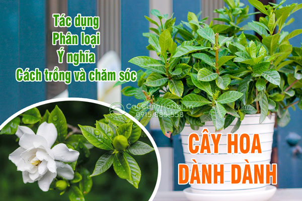 Cây hoa dành dành có tác dụng gì? Phân loại, ý nghĩa, Công dụng, Cách trồng và cách chăm sóc