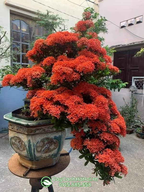 Cây mẫu đơn bonsai thêt thác đổ