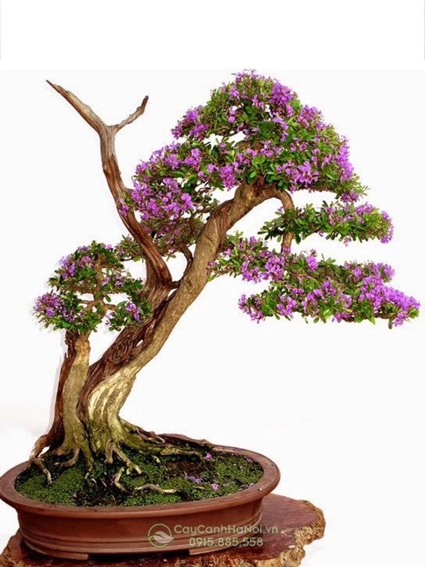 Cây mua rừng bonsai