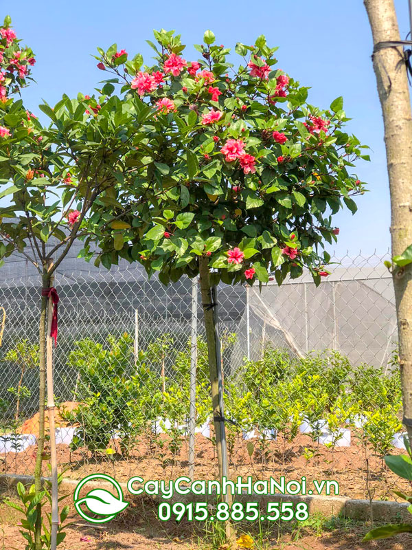 Caay hoa râm bụt dáng trees