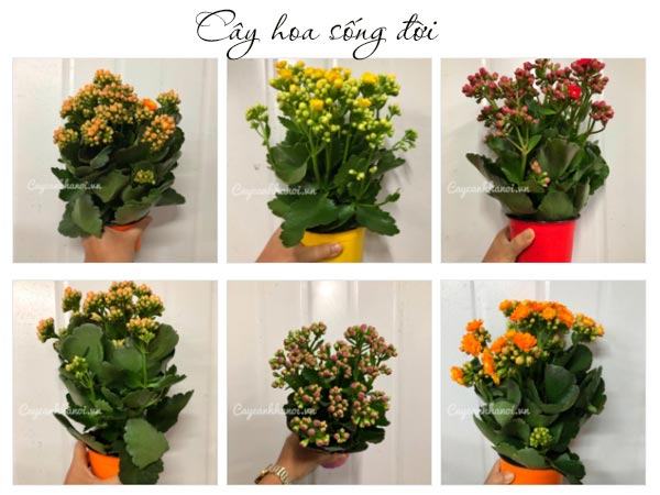 Cây hoa sống đời trồng trong nhà an toàn