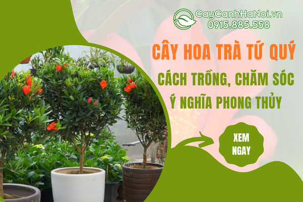 Cây hoa trà my tứ quý