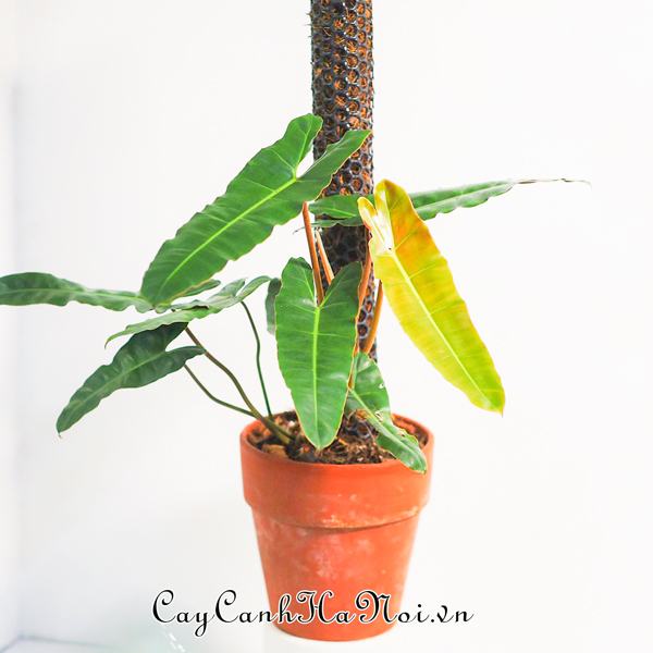 cay-hong-hac-co-bo-la-an-tuong-tao-suc-hut Cây hồng hạc có bộ lá ấn tượng tạo sức hút