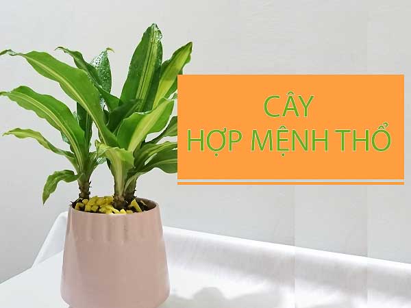 cay-hop-menh-tho-vcv cay-hop-menh-tho-vcv.jpg