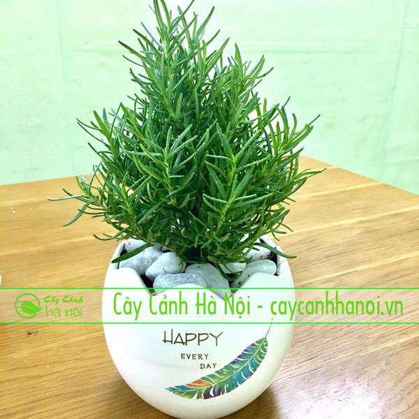 Cây hương thảo làm cây để bàn hợp mệnh Mộc