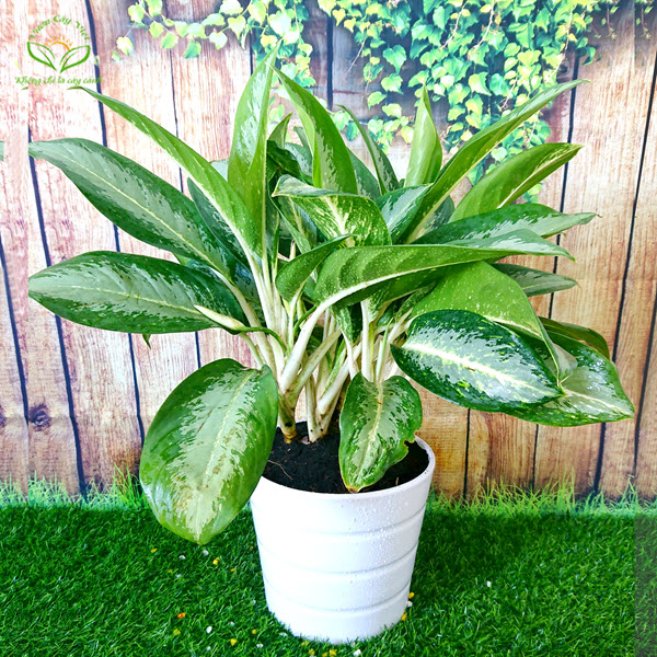 cay-huy-hoang-chau-trang-tru-de-ban cay-huy-hoang-chau-trang-tru-de-ban.jpg