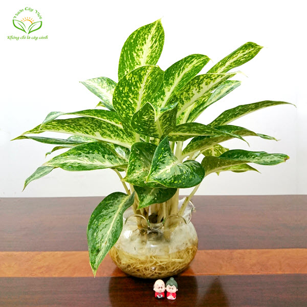 Cây Huy hoàng thuỷ sinh cay-huy-hoang-de-ban-thuy-sinh.jpg