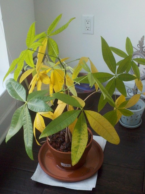 Cây Kim ngân bị vàng lá Cay-kim-ngan-bi-vang-la.jpg