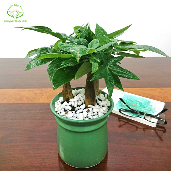 Kim ngân củ để bàn cay-kim-ngan-cu-de-ban-vuoncayviet.com.jpg