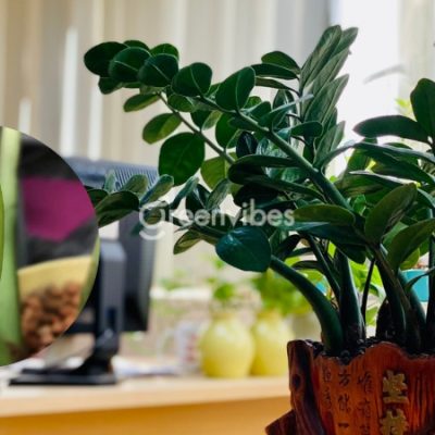 cay-kim-phat-tai-ra-hoa-1-400x400-1 Cây kim phát tài ra hoa điềm gì? Cách chăm sóc kim phát tài ra hoa