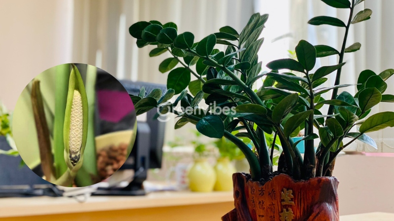 Cây kim phát tài ra hoa báo hiệu điều gì? Ý nghĩa ra sao?
