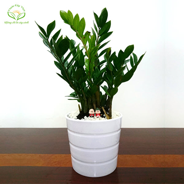 Cây Kim tiền để bàn cay-kim-tien-de-ban-vuoncayviet.com.jpg