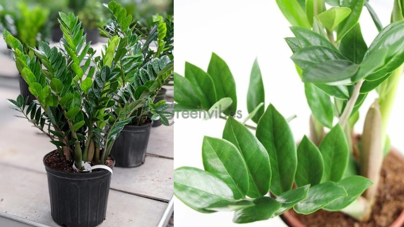 cay-kim-tien-hop-menh-gi-2 Ý nghĩa phong thủy của cây kim tiền