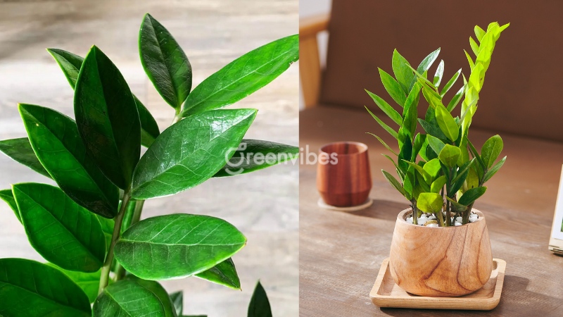 cay-kim-tien-hop-menh-gi-3 Cây kim tiền hợp mệnh Mộc không?