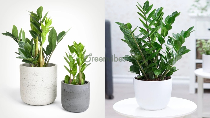 cay-kim-tien-hop-menh-gi-4 Cây kim tiền hợp mệnh Hỏa không?