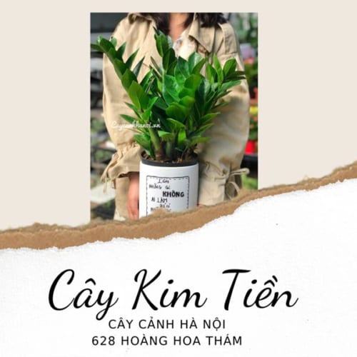 Cây kim tiền hợp mệnh Mộc