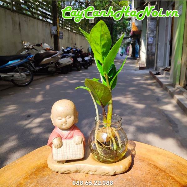 Cây kim tiền tặng tân gia