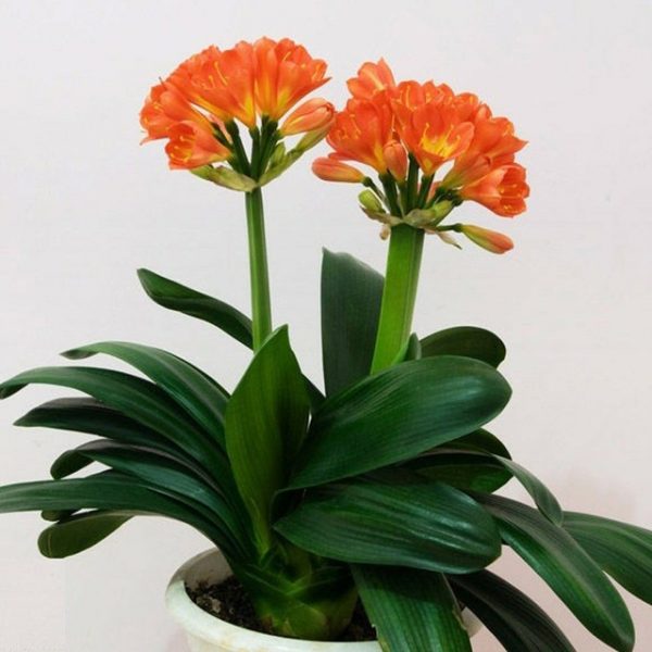 Cây Lan Quân Tử hợp với người tuổi Mùi cay-lan-quan-tu-tuoi-mui.jpg