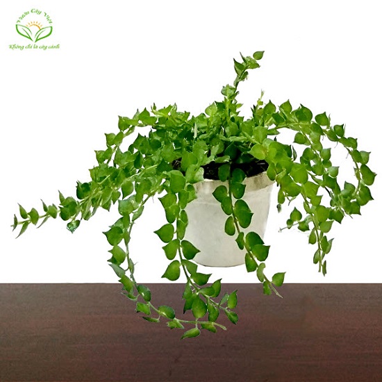 cay-lan-tim cay-lan-tim.jpg