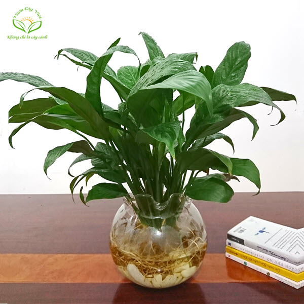 Cây Lan ý thuỷ sinh cay-lan-y-de-ban-thuy-sinh.jpg