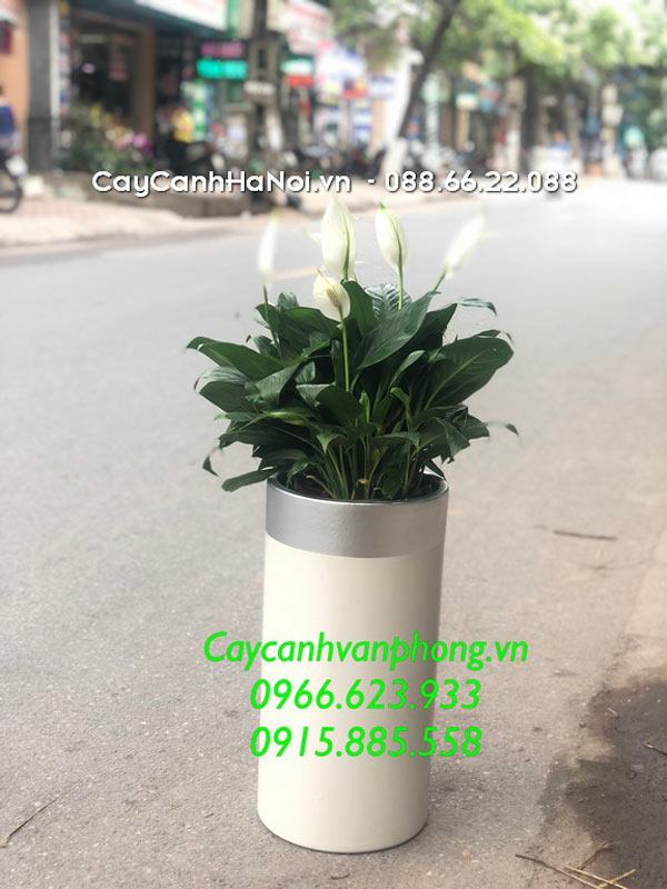 Cây lan ý tặng tân gia