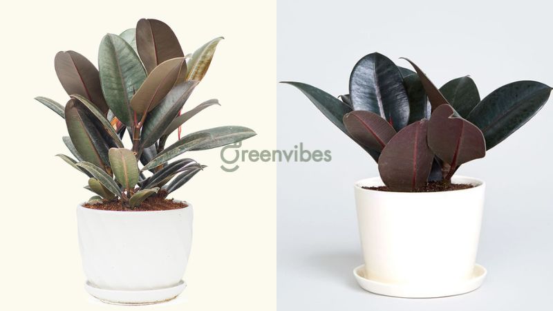 cay-loc-khong-khi-trong-phong-ngu-2 Chậu cây đa búp đỏ - Cây lọc không khí trong phòng ngủ cho bạn giấc ngủ ngon