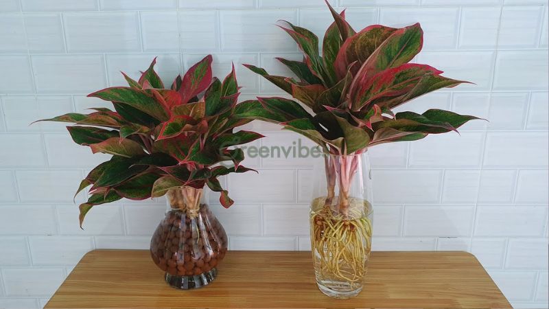 cay-loc-khong-khi-trong-phong-ngu-3 Chậu cây phú quý giúp làm sạch không khí cho bạn giấc ngủ sâu