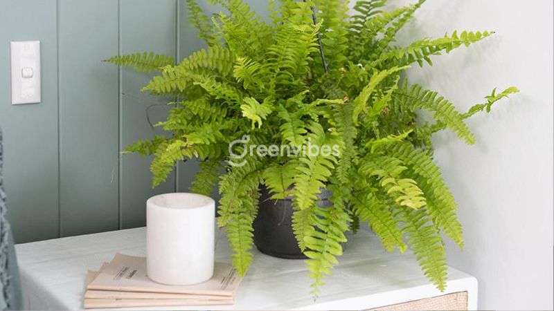 cay-loc-khong-khi-trong-phong-ngu-4 Cây dương xỉ giúp phòng ngủ trở nên tươi mới, thoáng đãng