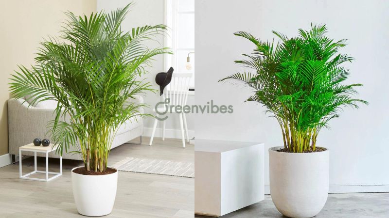 cay-loc-khong-khi-trong-phong-ngu-5 Cây cau vàng tựa như chiếc máy lọc không khí trong phòng ngủ