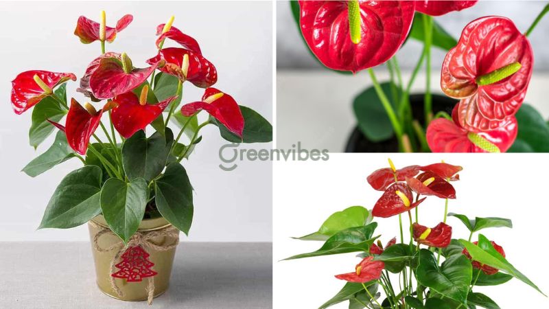 cay-loc-khong-khi-trong-phong-ngu-6 Cây hồng môn cho không gian phòng ngủ trở nên xinh đẹp