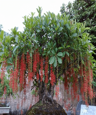 Cây lộc vừng