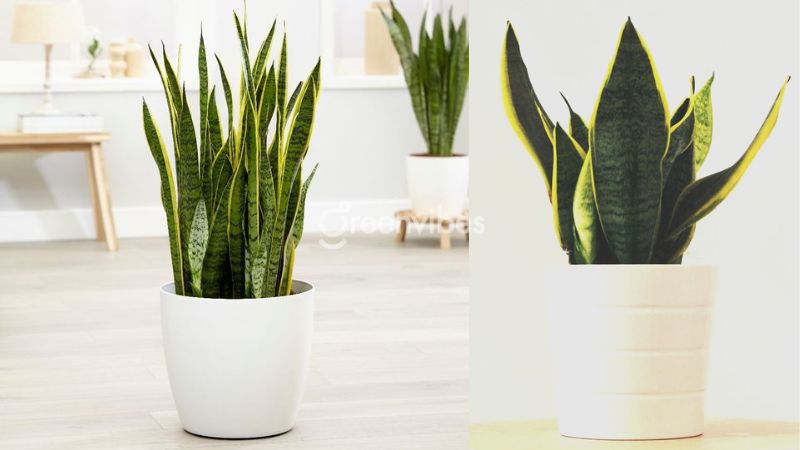 Đặt cây lưỡi hổ trong nhà sẽ giúp tăng vẻ đẹp cho không gian