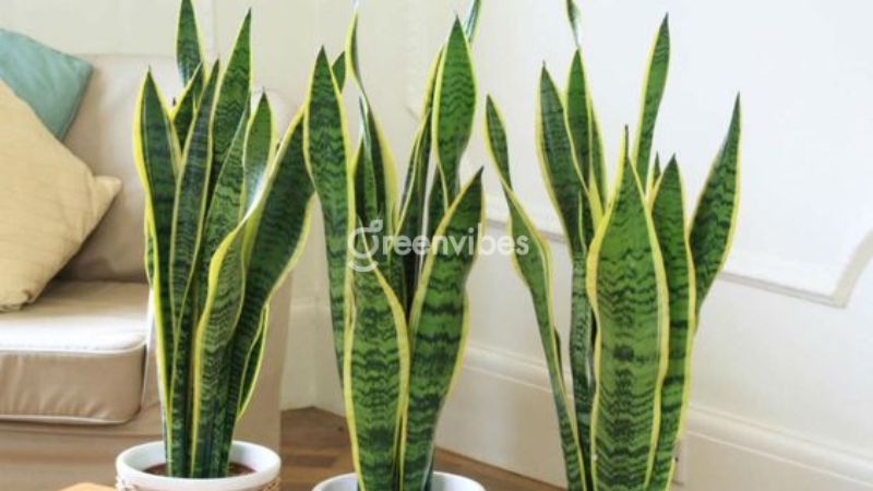 Cây lưỡi hổ có độc không?