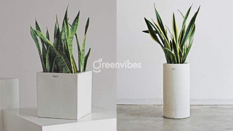 Cây lưỡi hổ có độc không? Có nên trồng trong nhà không?